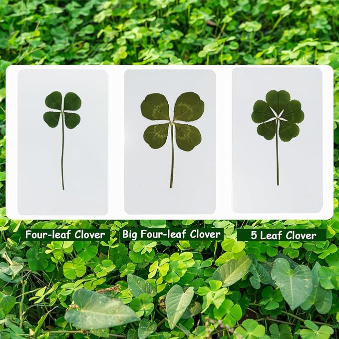Genuine Real Four Leaf Clover Card Bookmark, Five Leaf Clover Card, Good Luck Gift Card, Invitation Card in Envelope, Good Luck Charm Deco (Four-Leaf Clover)