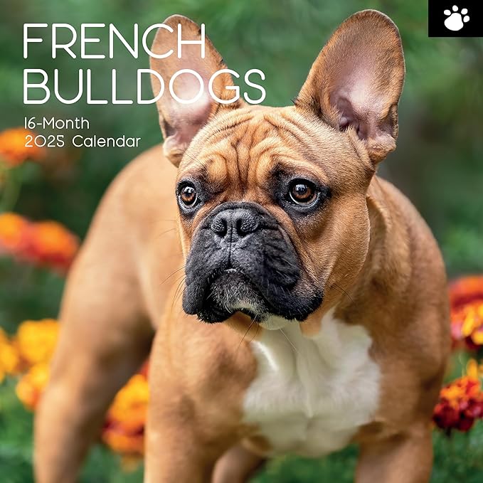 The Gifted Stationary 2025 Square Wall Calendar, French Bulldogs, 16-Month Paw Prints Theme Hanging Calendar with 180 Reminder Stickers, Month Planner for Home, or Creative Spaces, 12x12 In