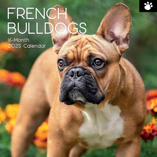 The Gifted Stationary 2025 Square Wall Calendar, French Bulldogs, 16-Month Paw Prints Theme Hanging Calendar with 180 Reminder Stickers, Month Planner for Home, or Creative Spaces, 12x12 In